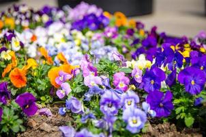 vackra flerfärgade penséblommor eller penséer växt med levande ansikten foto