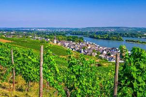 vingårdar gröna fält landskap med vinrankor på kullar i floden Rhen foto