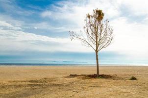träd på en sandstrand vid stranden av den saroniska viken i Aten, Grekland foto