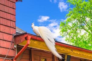 vacker vit påfågelfågel som bär lång svans på taket av träbyggnad foto