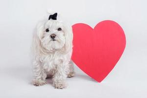 rolig liten hund med ett hjärta foto