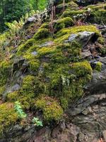 natur mossig sten, skog i kullen foto