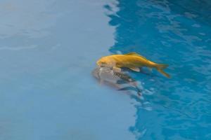 orange gyllene koi karp fisk simmar i den blå pooldammen. foto