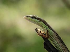 takydromus sexlineatus, asiatisk gräsödla, sexrandig långsvansödla eller långsvansödla, är en trädlevande, dagaktiv ödlaart foto