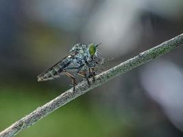 asilidae är familjen rånarflugor, även kallade lönnmördarflugor foto