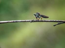 asilidae är familjen rånarflugor, även kallade lönnmördarflugor foto