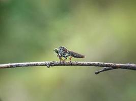 asilidae är familjen rånarflugor, även kallade lönnmördarflugor foto