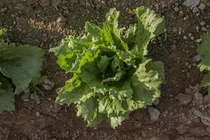 sallad på fältet foto