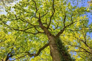 majestätisk utsikt över trädstam till gröna blad av stora träd i vår sommar skog med solljus. fräsch miljö i park eller sommarträdgård. skogsträd med ljusa gröna löv på solig dag. foto