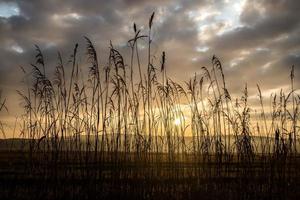gräs och solnedgång silhuett natur bakgrund foto