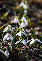 första vårblommorna foto