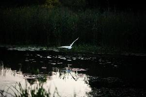 storken flyger över dammen vid vacker kvällssolnedgång foto