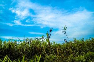 gräs, moln och blå himmel natur bakgrund foto