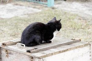 en vacker svart katt som sitter på en trälåda foto