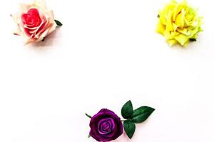 gul i lila rosor på vit bakgrund foto