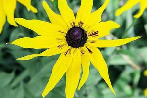 vackra stora gula blommor med spetsiga kronblad foto