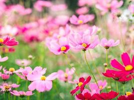 rosa kosmos blommor blommar i trädgården på våren utomhus foto