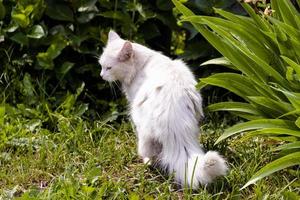 vit katt på gräs grön utomhus solig dag foto