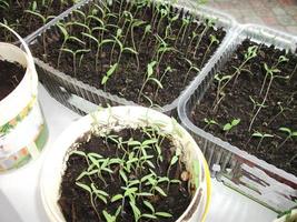 små gröna groddar av tomatplantor foto