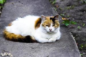 fluffig mångfärgad katt sitter på vägen. katt har intressant original pälsfärg. foto