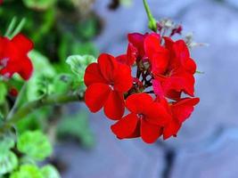 växter röd pelargon detalj av blommor vackra foto