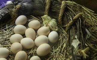 kläckningsägg för fågelungar foto