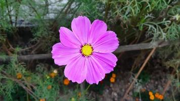 cosmos bipinnatus, vanligen kallad trädgårdskosmos, blomma som blommar i trädgården foto