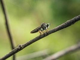 makro insekter myggor flyga rånare foto