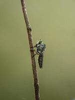 makro insekter myggor flyga rånare foto