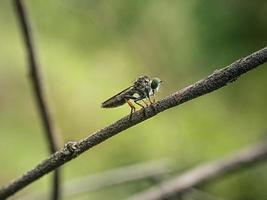makro insekter myggor flyga rånare foto