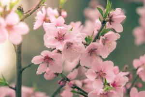 vacker körsbärsblomning sakura på våren foto