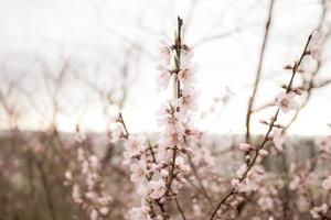 vacker körsbärsblomning sakura på våren foto