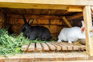 små matande vita och svarta kaniner som tuggar gräs i kaninbur på djurgård, ladugårdsbakgrund. kanin i hydda på naturlig ekogård. modern djurboskap och ekologiskt jordbruk koncept. foto