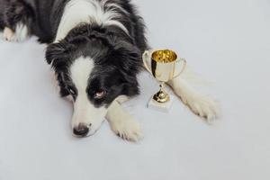 söt valp hund border collie liggande med guld mästare trofé kopp isolerad på vit bakgrund. vinnare champion rolig hund. seger första tävlingsplatsen. vinnande eller framgångskoncept. foto