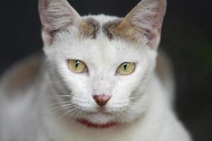 porträtt vit katt foto
