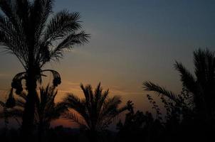 palmer med dadlar vid solnedgången foto