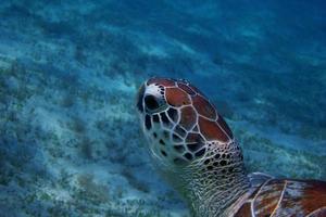 havssköldpadda huvud nära foto