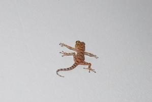 gecko klättrar på en vit vägg på semestern foto