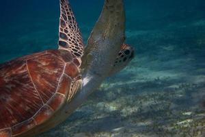 havssköldpadda i egypten foto