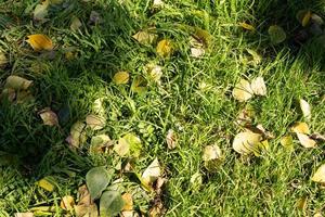 naturlig bakgrund med gula löv i grönt gräs foto