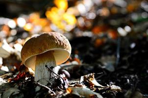 boletus i skogen foto