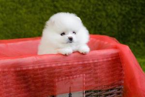 vacker liten vit pomeranian spitz foto