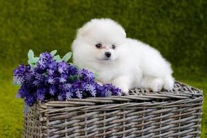 vacker liten vit pomeranian spitz foto