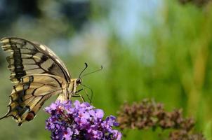 swallowtail stor vy foto