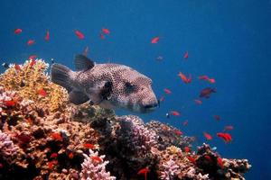 gigantisk blowfish flyter foto