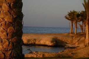 palmträd vid solnedgången foto