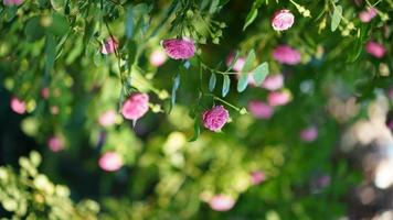 de vackra blommorna som blommar i trädgården på våren foto