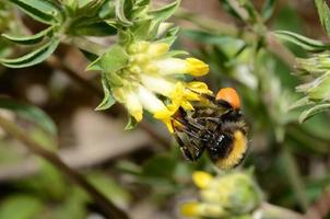 humla suger av en gul blomma foto