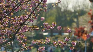 de vackra blommorna som blommar i trädgården på våren foto