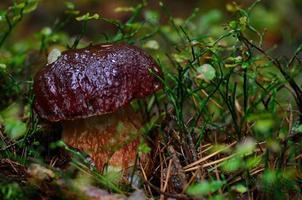 bolete i skogen foto